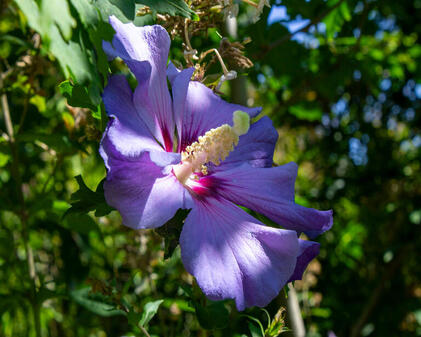 Flower 2024